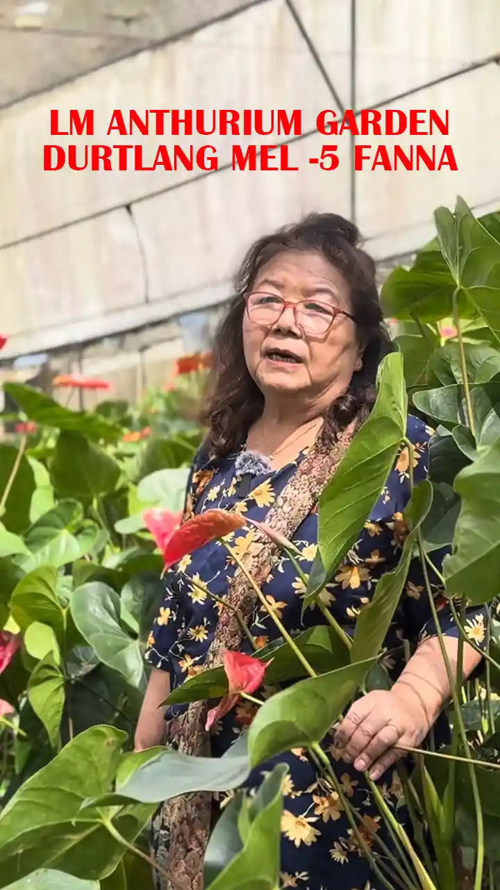 LM ANTHURIUM GARDEN || DURTLANG MEL -5 FANNA